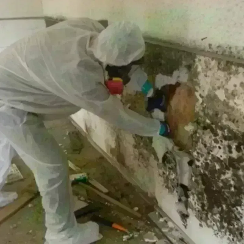 Mold Remediation and Removal in Lost Hills, CA